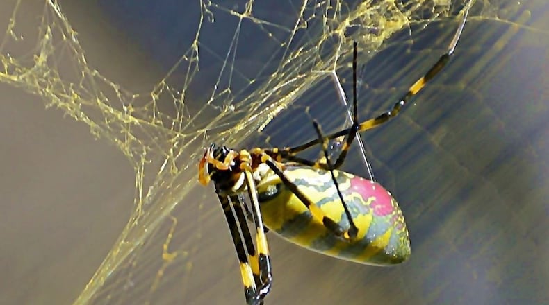 Joro spider from Asia has apprently decided it likes Georgia. UGA reearchers are tracking their movement and prevelance. CREDIT: Mike Ashmore of Braselton