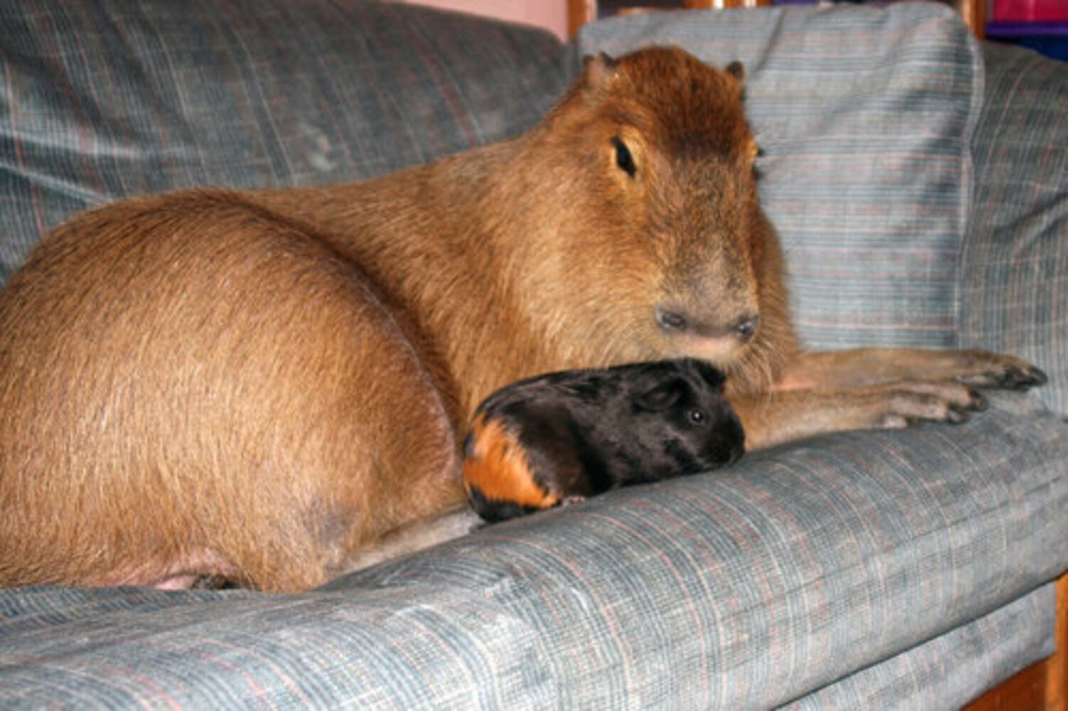 Giant rodent makes unusual pet