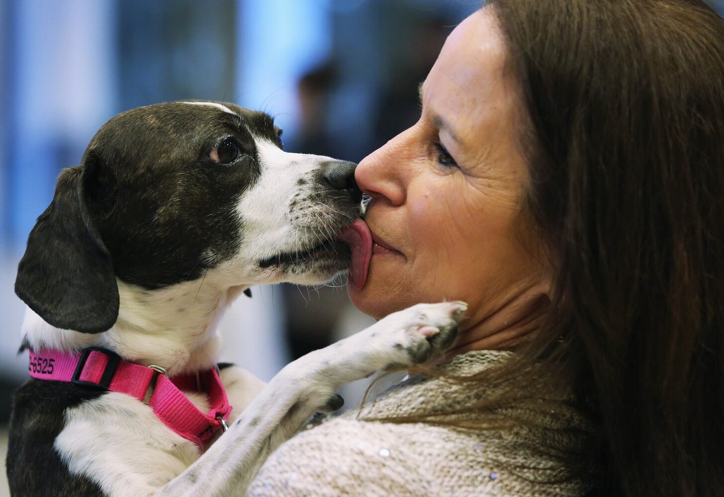 Hailey, a Boston Terrier Beagle