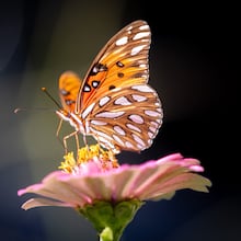 Butterflies land on a Zinnia Flower, one of the mini pollinator plants that are encouraged to grow at the Campbellton Community Garden in Southwest Atlanta on Saturday, Aug. 26, 2023. (Steve Schaefer/AJC)