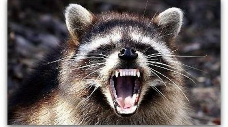 An April 8 incident was the sixth rabid racoon captured in DeKalb County.