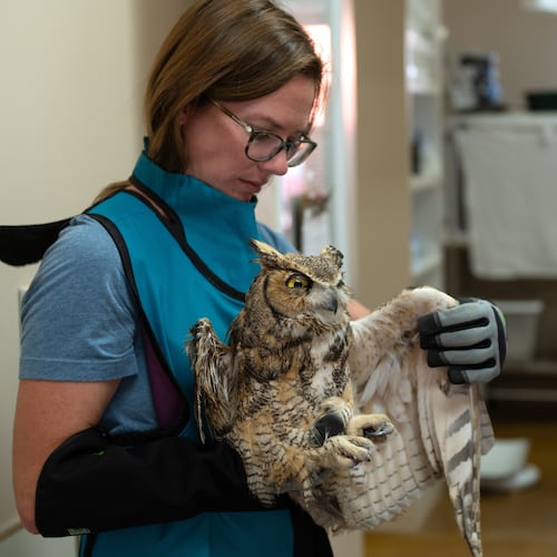 In this image provided by Best Friends Animal Sanctuary, small animals manager Sierra Medlin examines the wing of an owl in Nov. 6, 2025, that was taken to the sanctuary in Kanab, Utah, after it fell into a concrete mixer. (Best Friends Animal Sanctuary via AP)