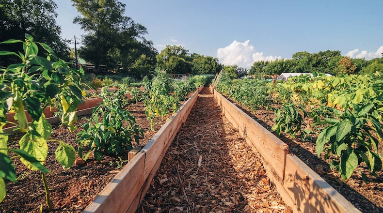 Gwinnett spent $300,000 of coronavirus relief money to plant fruit trees. (Courtesy Food Well Alliance) AJC FILE PHOTO