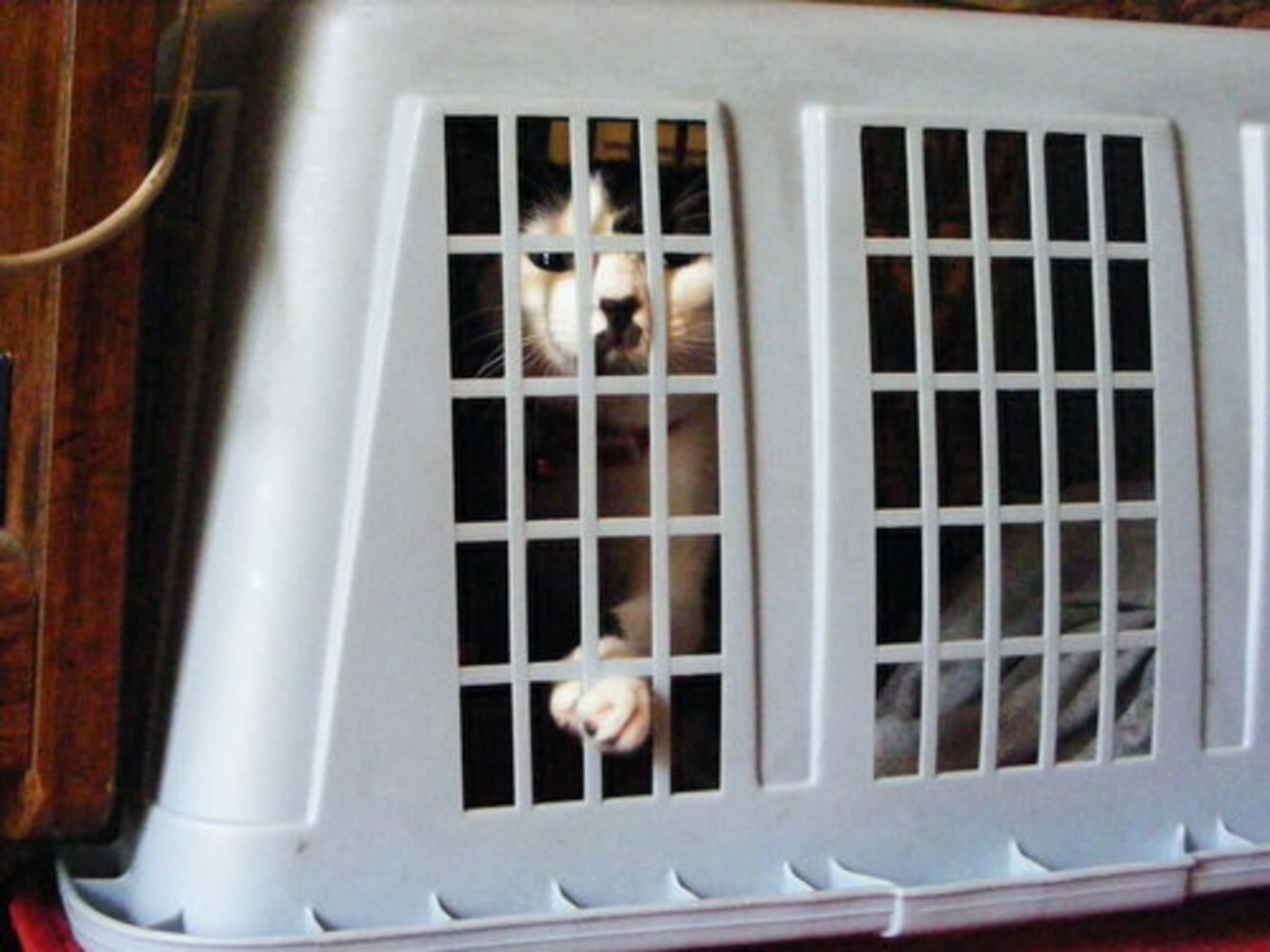 Cats Rule: Check out Sneaky Cats in Action
