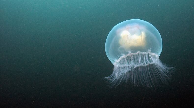(Photo by Dan Kitwood/Getty Images)
