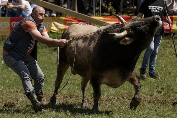 A man prepares his bull prior to the start of the bullfights in Bijelo Polje, Bosnia, Sunday, May 11, 2025. (AP Photo/Armin Durgut)