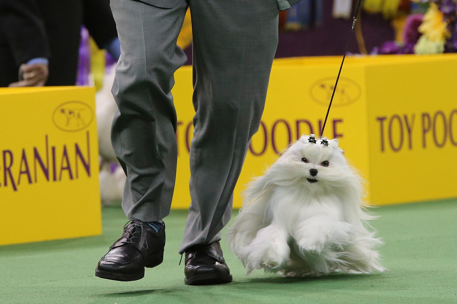 140th Westminster Kennel Club Dog Show