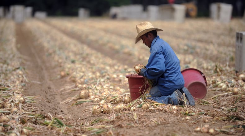 Noe Garcia Marquez harvests Vidalia onions at Sikes Farms in Collins Monday, May 2, 2011. He came to the farm from Mexico through the federal guest worker program.