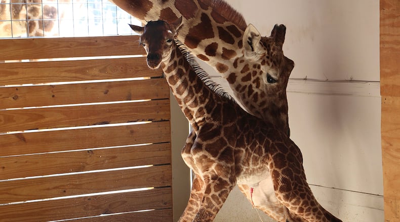 In this photo provided by Animal Adventure Park in Binghamton, N.Y., a giraffe named April stands with her new calf on Saturday, April 15, 2017. Her birth was broadcast to an online audience of more than a million viewers. (Animal Adventure Park via AP)