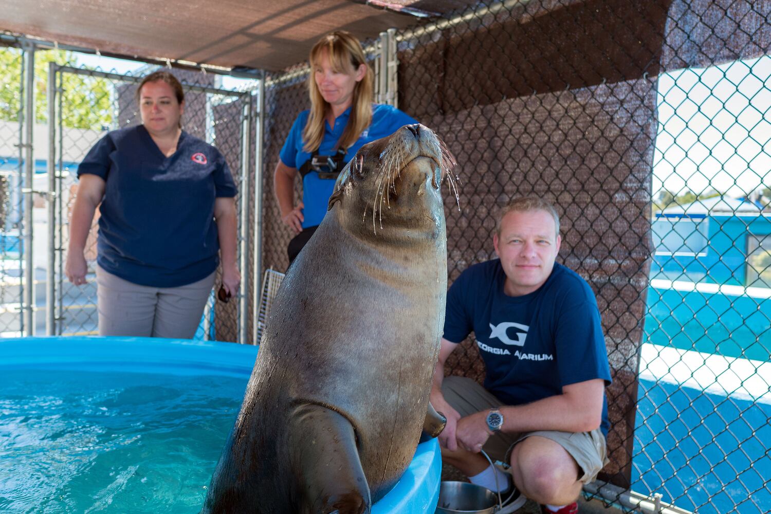Georgia Aquarium gets new sea lions