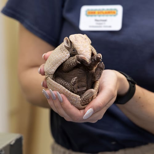 We don't have a name or gender yet, but we're already good at being very cute. (Courtesy of Zoo Atlanta)