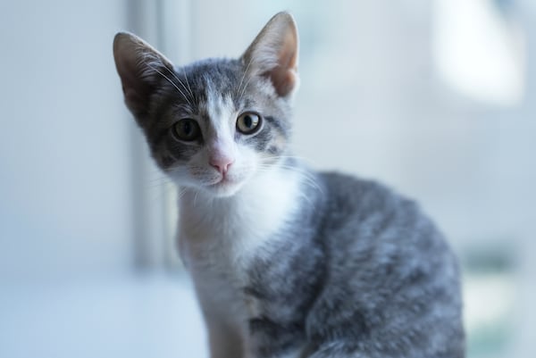 Rigatoni the kitten appears on Wednesday, June 4, 2025, at the Associated Press bureau in New York. (AP Photo/Mary Conlon)