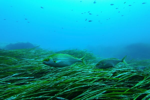 Salema porgy swim near seagrass in the protected area of France's Porquerolles National Park ahead of the U.N. Ocean Conference on Friday, June 6, 2025. (AP Photo/Annika Hammerschlag)