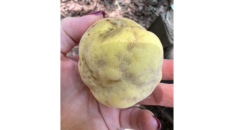 A stink bug with a dirty nose caused this peach to be lumpy. (Courtesy of Allyson Moyer)