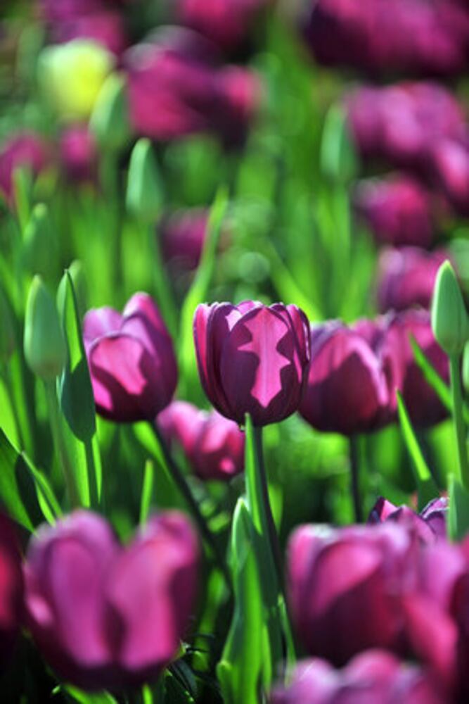 Tulips bloom at Atlanta Botanical Garden