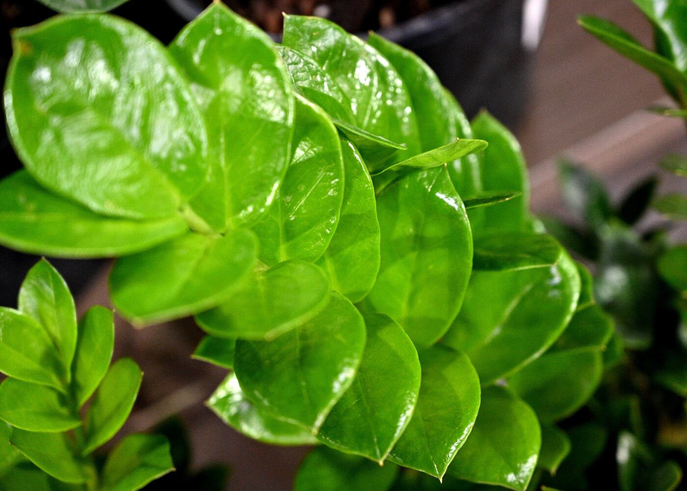 21 indoor, easy-to-care-for plants