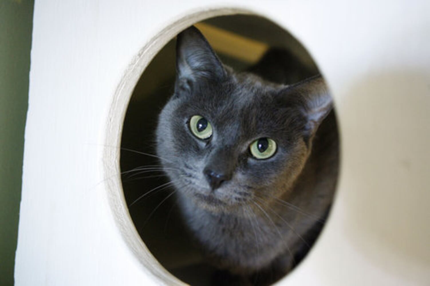 Metro Atlanta shelters see spike in unwanted pets