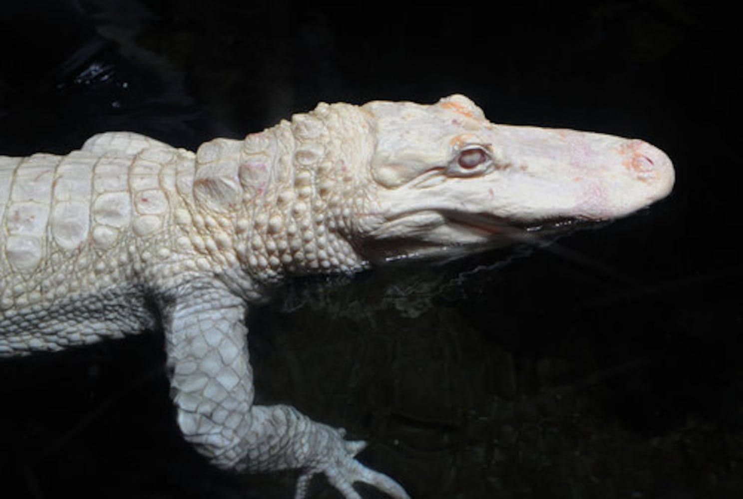GA Aquarium's rare albino alligators