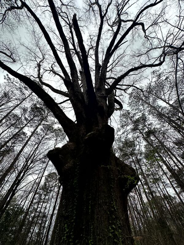 The Hank Aaron Oak Tree stands tall (168 feet when measured in 2019) in East Point's Connally Nature Park. (Courtesy of Jonah McDonald)