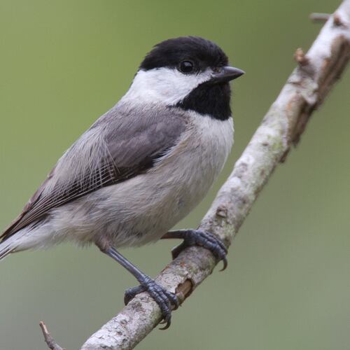The Carolina chickadee is typically the leader of flocks of small birds that also usually include tufted titmice and white-breasted nuthatches. By traveling together, the birds are more adept at finding food and protecting themselves from predators. (Dan Pancamo/Creative Commons. License: https://creativecommons.org/licenses/by-sa/4.0)