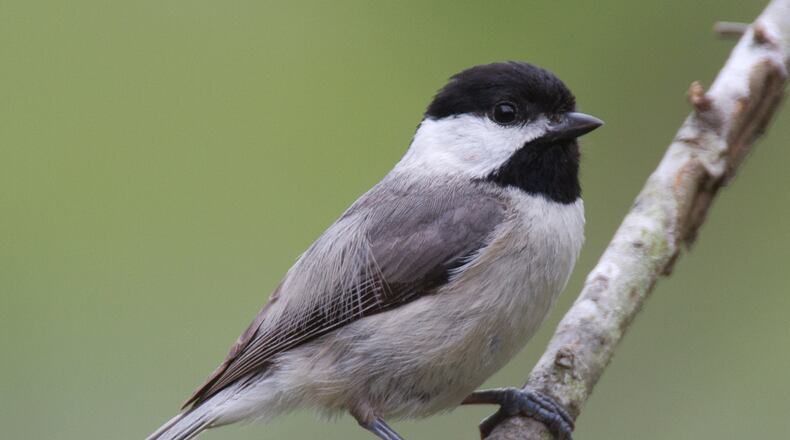 The Carolina chickadee is typically the leader of flocks of small birds that also usually include tufted titmice and white-breasted nuthatches. By traveling together, the birds are more adept at finding food and protecting themselves from predators. (Dan Pancamo/Creative Commons. License: https://creativecommons.org/licenses/by-sa/4.0)