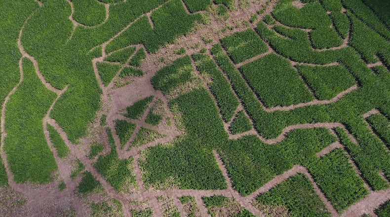 Two brothers say someone vandalized their corn maze in Dawsonville just three weeks before it was scheduled to open.