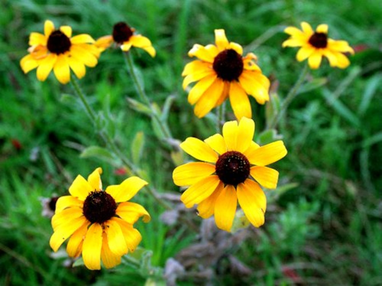 Drought-tolerant plants for Atlanta gardens