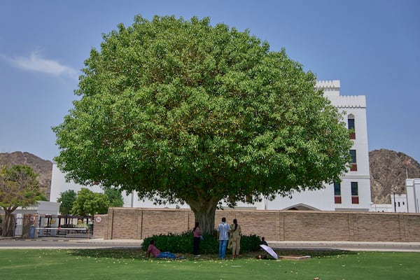 A family enjoys a moment under the shade of a large tree in Muscat, Oman, Friday, April 25, 2025. (AP Photo/ Fatima Shbair)