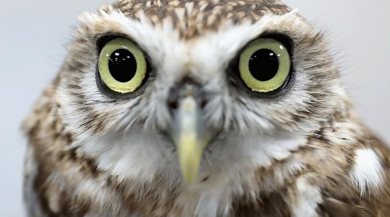 A photo of a burrowing owl. Owls can rotate their necks 270 degrees and their eyes are not true eyeballs. They’re immobile which allows for better prey location.