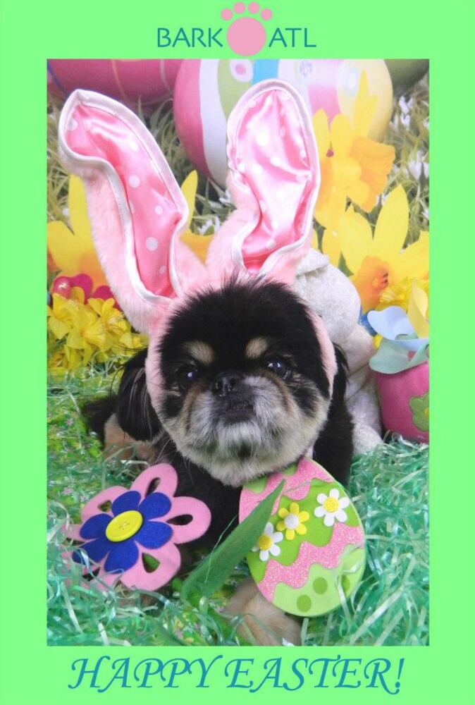 Easter pups on parade at Bark ATL 2013