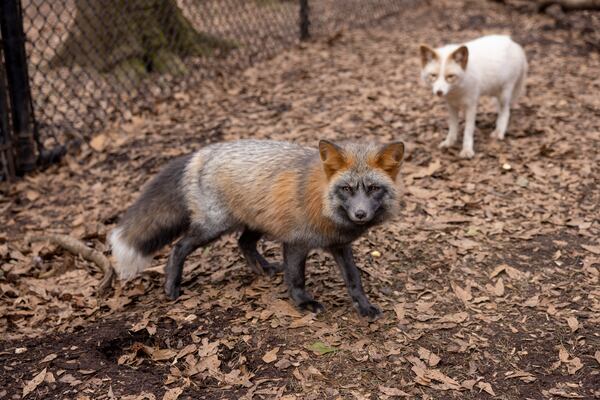 The foxes Brogan (left) and Taz are shown in their area at Noah’s Ark Animal Sanctuary on Friday, Jan. 30, 2026, in Locust Grove. (Jason Getz/AJC)