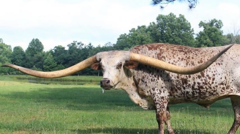 Poncho Via, a 7-year-old Texas longhorn, now officially has the widest horn span of any steer.