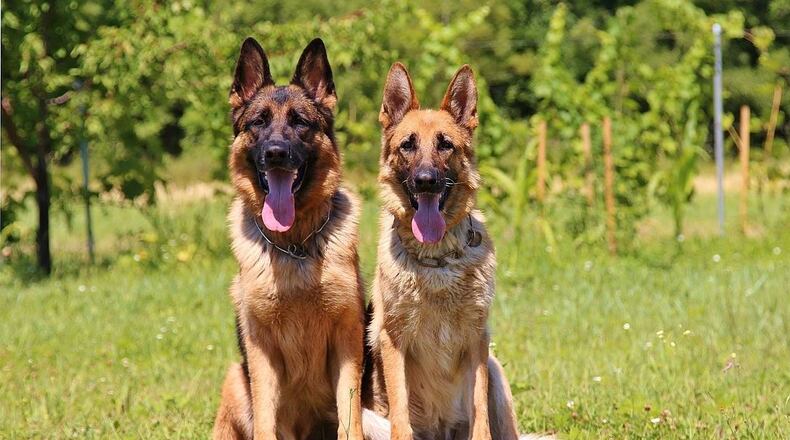 A man who walking his unleashed German shepherds allegedly punched a woman who complained about it, police said.