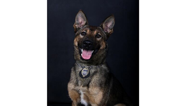 The Gwinnett County Police Department is currently facing the loss of K9 Zane, who passed away May 14 from cancer. (Courtesy Gwinnett County)