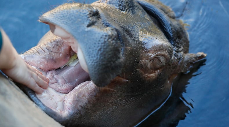 Fiona, a Nile hippopotamus, reacts as he has her gums rubbed by a caretaker in her enclosure at the Cincinnati Zoo & Botanical Gardens, Thursday, Oct. 26, 2017. A shirt company has released Christmas sweaters with her image.