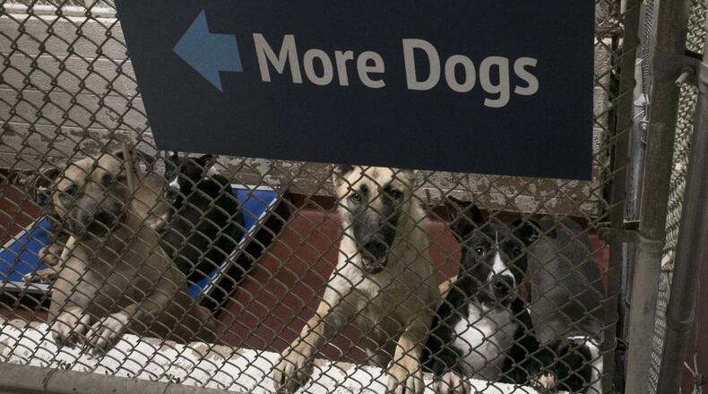 Some dogs share kennels in the main building. Fulton County proposes to spend an estimated $25 million to build the largest animal shelter in the state (and one of the largest in the country). Their existing shelter, built in the ’70s, is overcrowded and needs renovations. Bob Andres / bandres@ajc.com