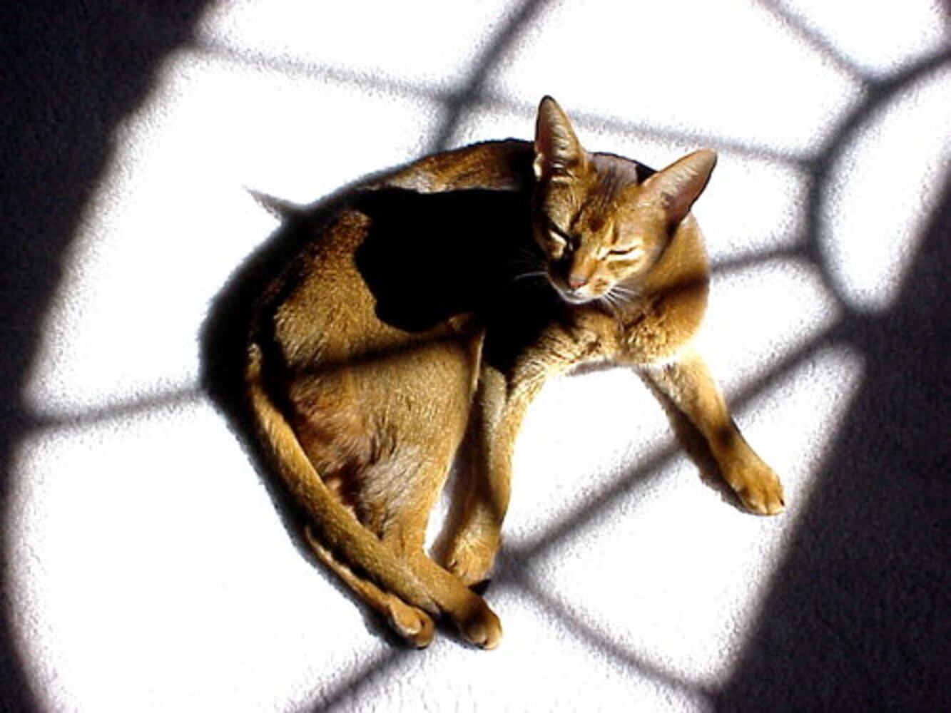 Cats Rule: Atlanta's Pampered Felines