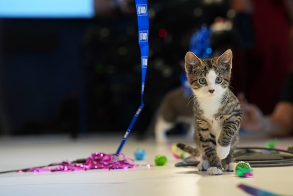 Meatball the kitten plays on Wednesday, June 4, 2025, at the Associated Press bureau in New York. (AP Photo/Mary Conlon)
