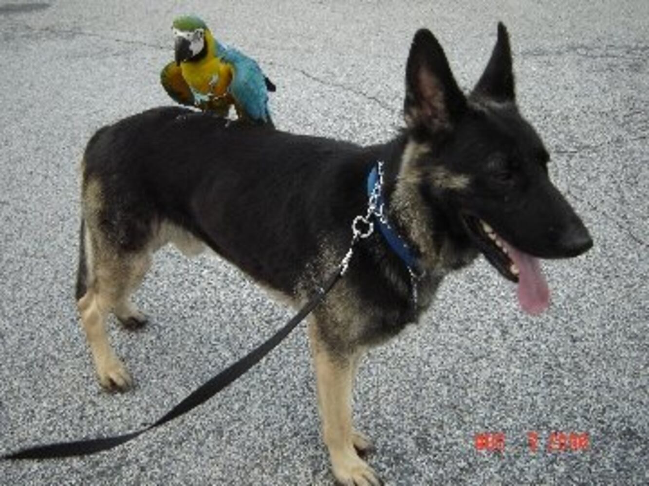 Atlanta's Top Dogs: 3. German Shepherds