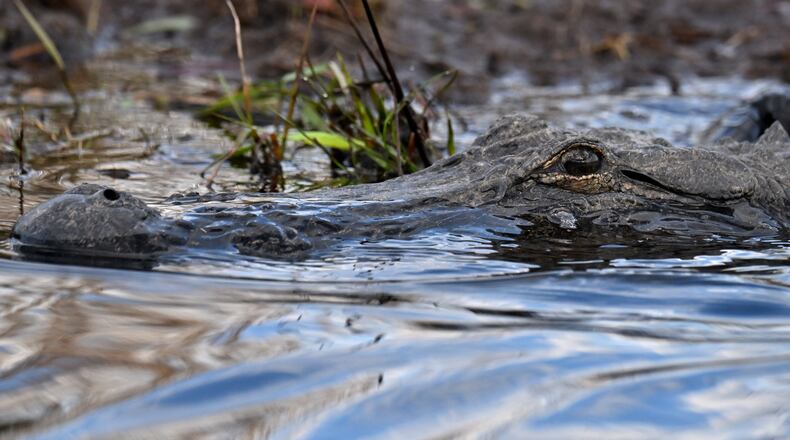 An alligator surfaces in Georgia's Okefenokee Swamp on Monday, March 18, 2024. (Hyosub Shin/AJC)