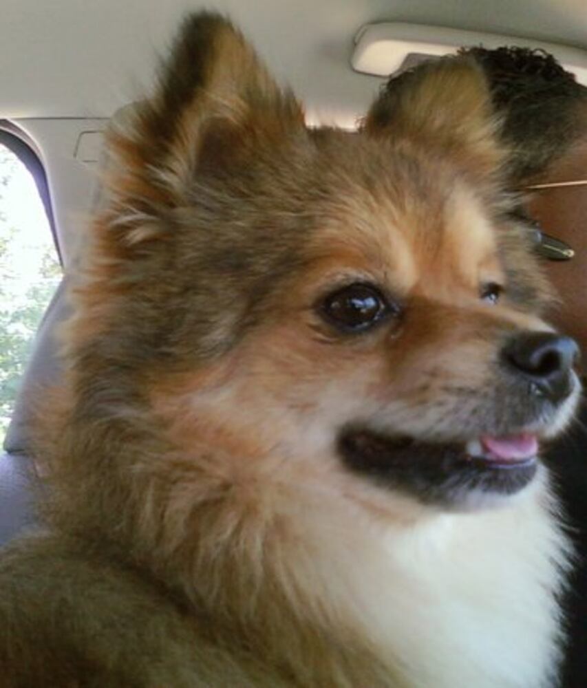 T.G.I.F.: Atlanta's Smiling Pets 54