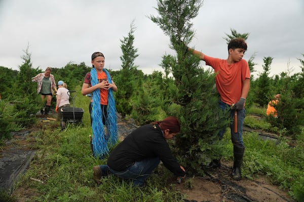 Gael Morales, right, and Samantha Diaz, bottom, work to stabilize a Christmas tree damaged following flooding Wednesday, July 9, 2025, at a farm in Georgetown, Texas. (AP Photo/Joshua A. Bickel)