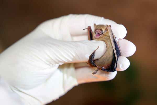 DNR wildlife biologist Emily Ferrall inspects the wings of a tricolored bat as they survey a culvert in northeast Georgia on Wed., Dec. 6, 2023. (Jason Getz / Jason.Getz@ajc.com)