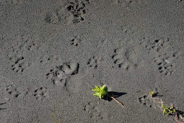 Wildlife footprints are visible on a bank of the Klamath River, Thursday, Sept. 19, 2024, in Humboldt County, Calif. (AP Photo/Godofredo A. Vásquez)