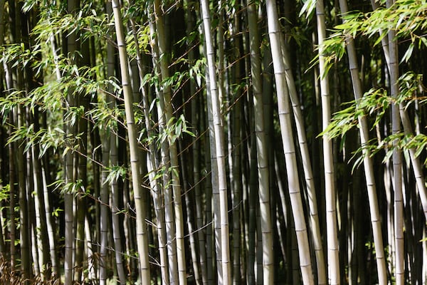 Bamboo grows at Daphne Lewis’ farm in Hawkinsville. The tall grass climbs upward of 40 feet on her property. (Arvin Temkar/AJC)
