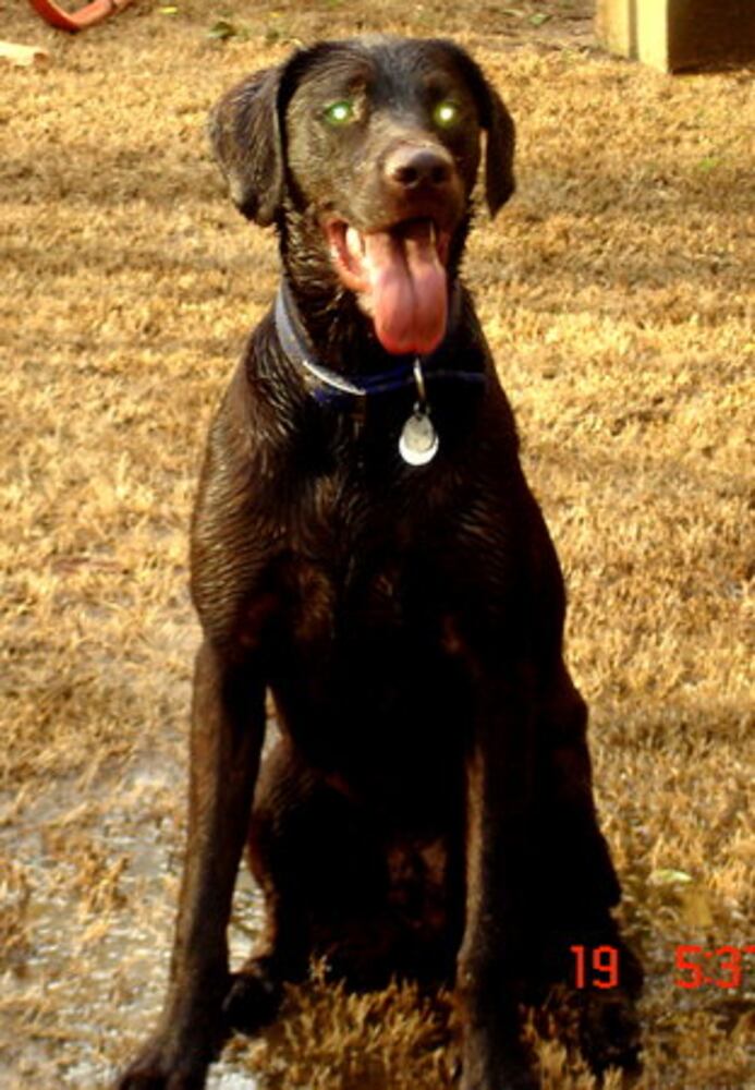 Atlanta's Top Dogs: Labrador Retrievers (IV)