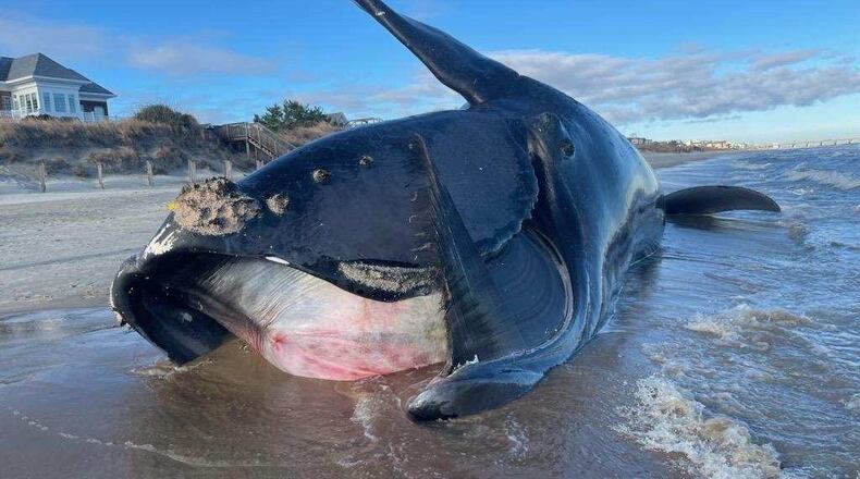 A dead North Atlantic right whale discovered at Virginia Beach in February was found to have “a catastrophic blunt force traumatic injury” consistent with being struck by a vessel, investigators said. Before its death, the last confirmed sighting of “Right Whale 3343” was off the Georgia coast on Dec. 26, 2022.