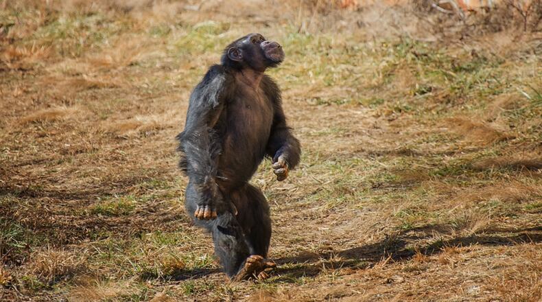 This week, 15 of the 31 chimps at Project Chimps sanctuary in North Georgia had the chance to go outdoors for the first time in their lives  and explore "Peachtree Habitat," the new six acre habitat that was dedicated this week. Lance, the first chimp to go outside gazes up at the sky.  Image credit: Crystal Alba.