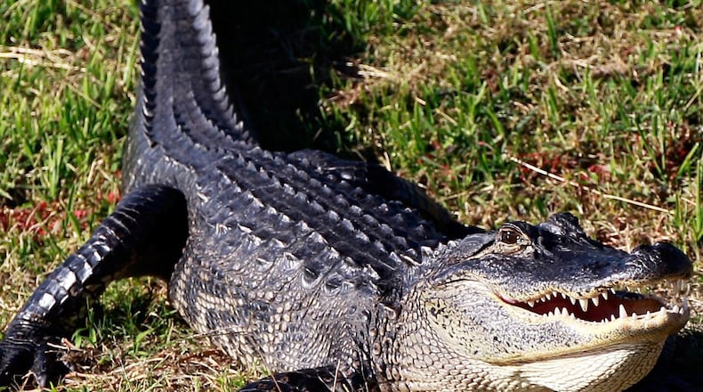 File photo.  (Photo by Sam Greenwood/Getty Images)