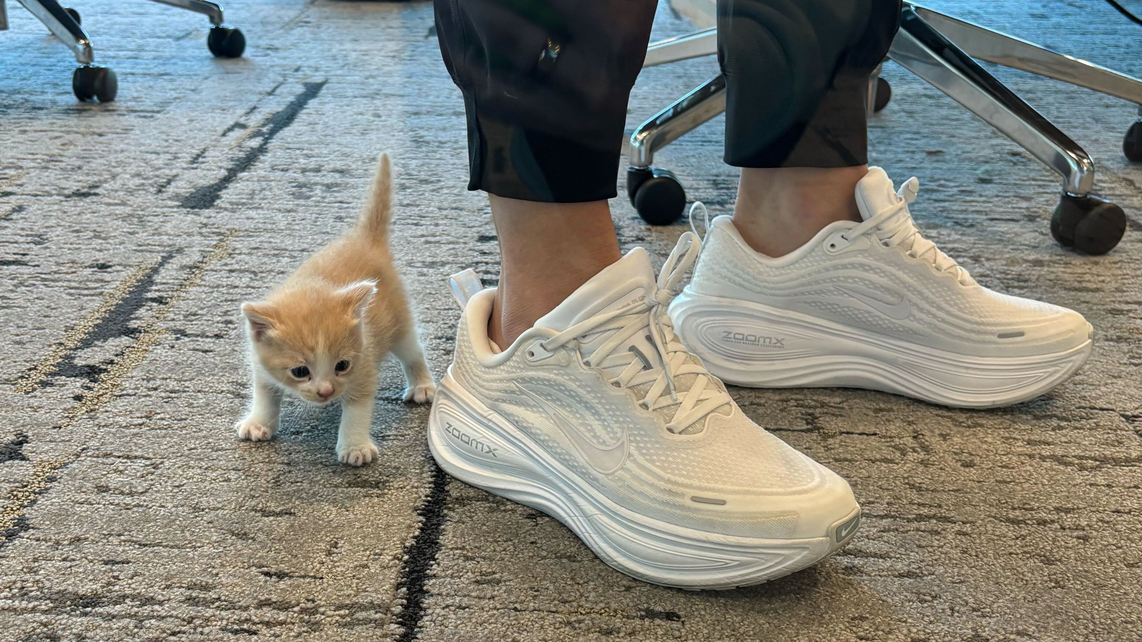 In this image provided by Nicki Collen, a kitten named Sailor, found behind a panel inside the wheel well of Baylor coach Nicki Collen's car the night before, plays at her feet, Sunday, Nov. 9, 2025, in Waco, Texas. (Nicki Collen via AP)